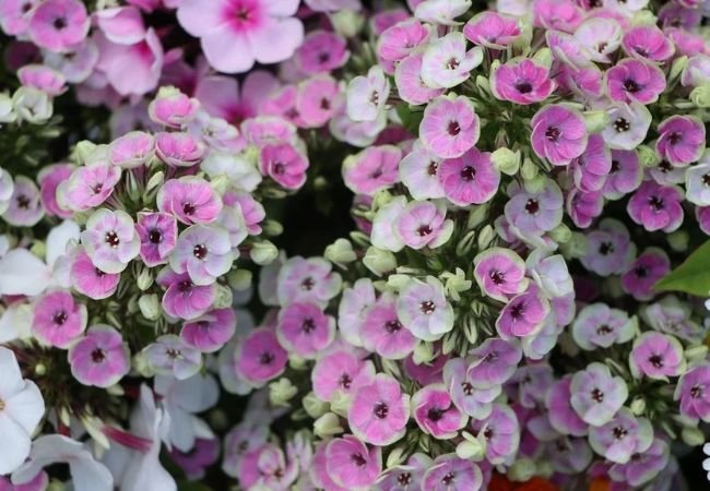 Phlox : Colorful Garden Stars