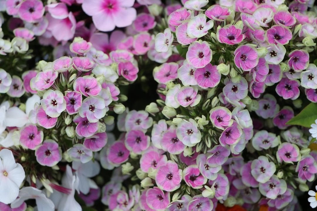 Close-up of pink and white Phlox flowers.