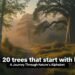 20 Trees that start with B : A Journey Through Nature's Alphabet 14 20 Trees that start with B