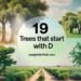 Collage of trees starting with D - 19 Trees that start with D
