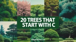 20 Trees That Start With C