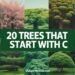 20 Trees That Start With C