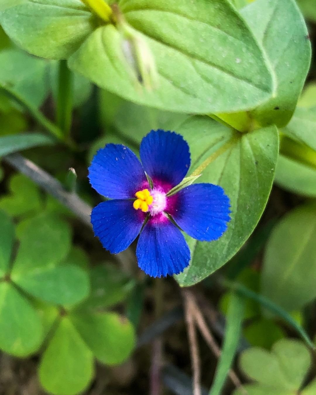 Vibrant blue Pimpernel flower with yellow center nestled among verdant leaves.