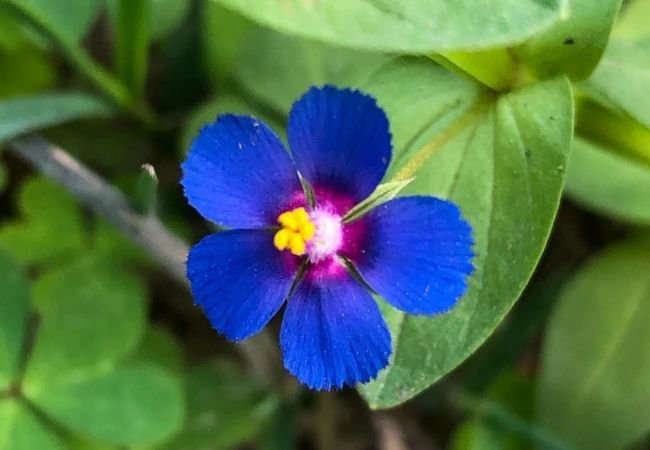 Pimpernel: The Charming Wildflower