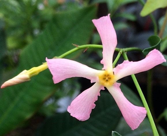 Pink Star Jasmine flower with yellow center in lush green garden.