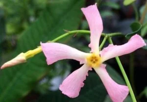 Pink Star Jasmine: A Fragrant Beauty for Your Garden