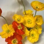 Poppies : Colorful Flowers with Deep Roots in History