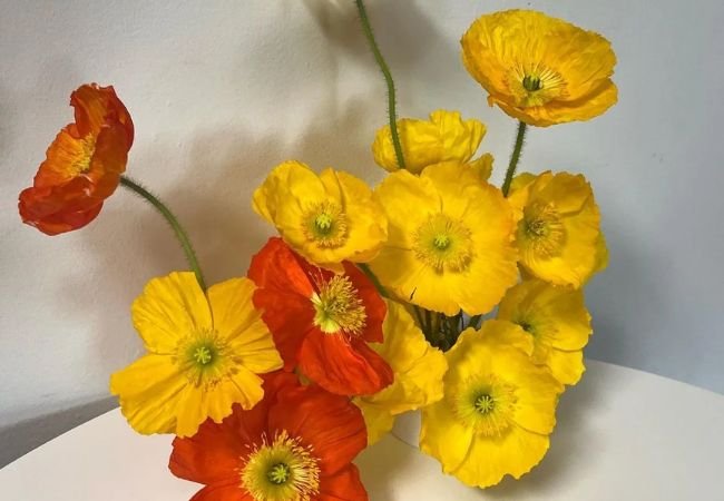 Poppies : Colorful Flowers with Deep Roots in History