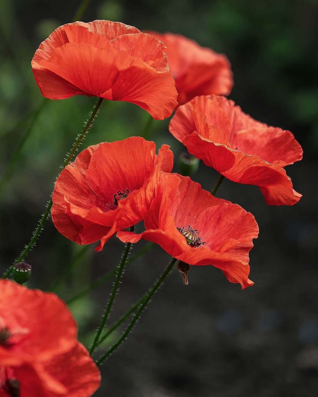  Red poppies blooming in a garden.