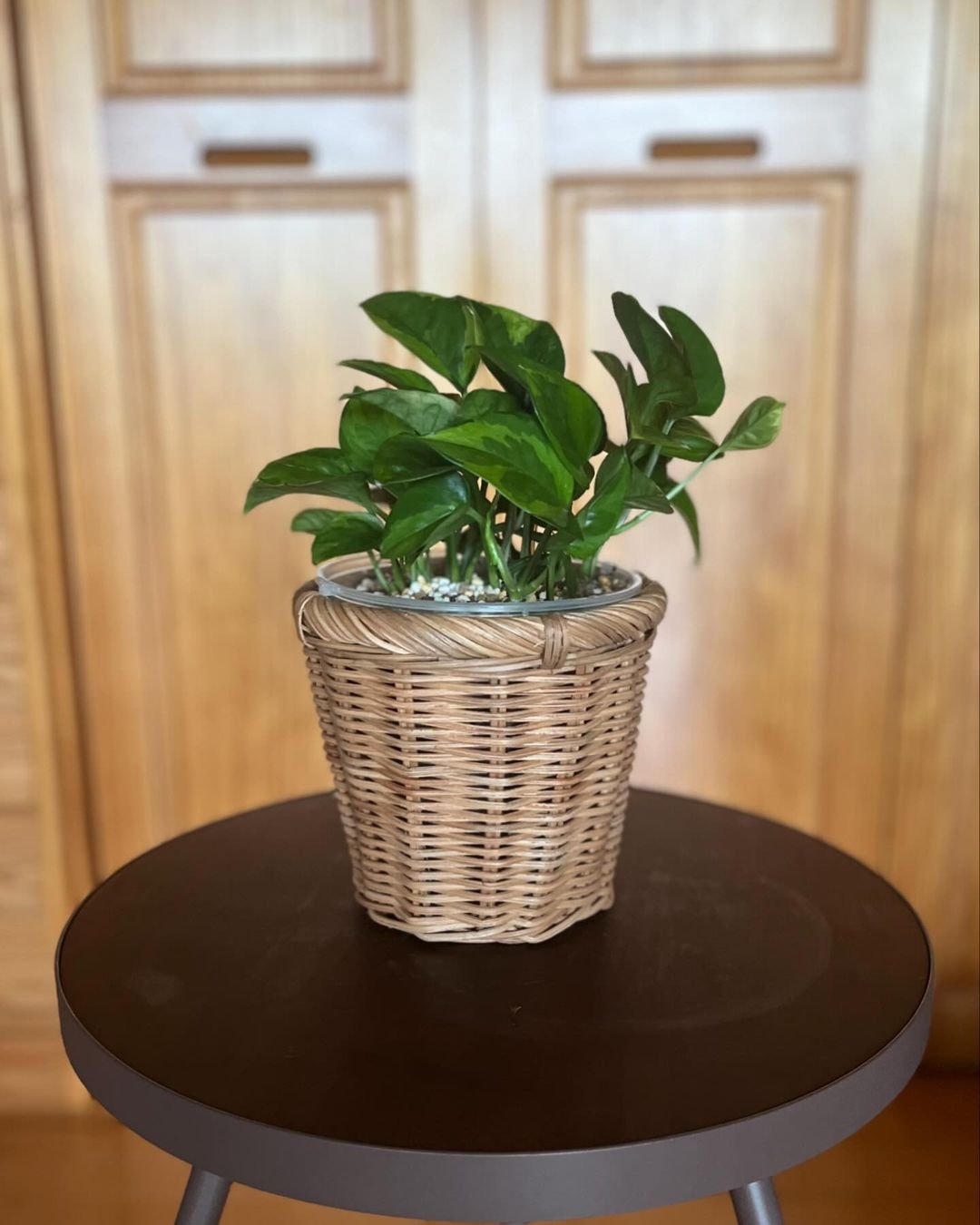  Pothos plant in a pot on a table with wooden doors in the background.