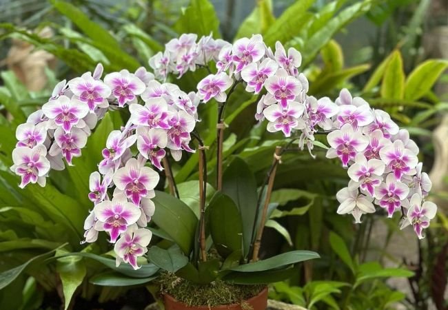 Potted Orchid: A Guide to Growing and Caring for These Beautiful Plants