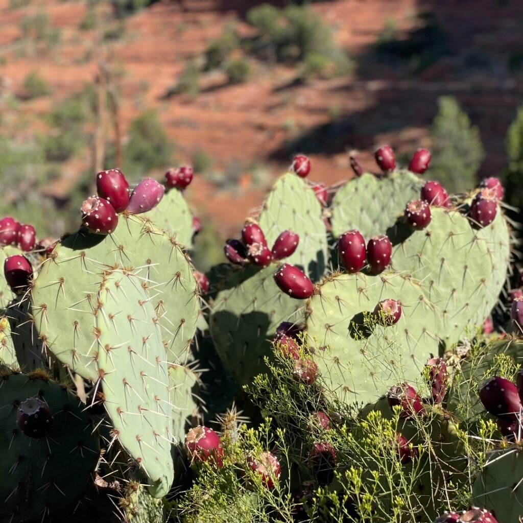 Prickly pear cacti