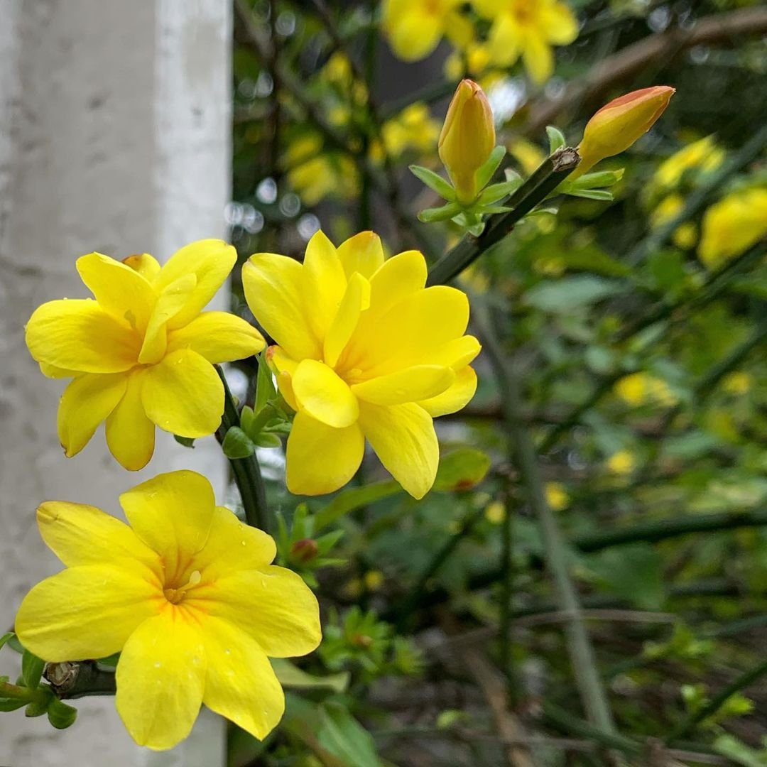 Yellow Primrose Jasmine flowers blooming near a white wall.