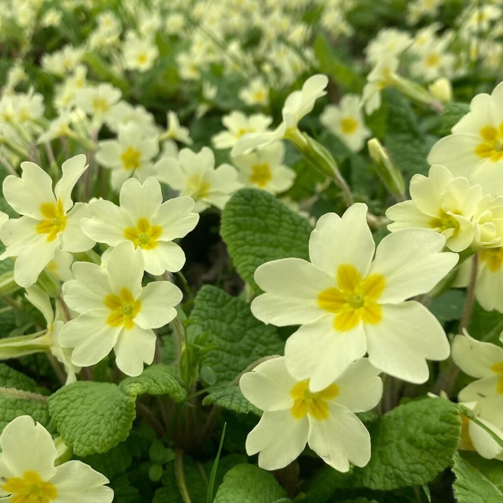 A cluster of white and yellow Primroses blooming in a field.