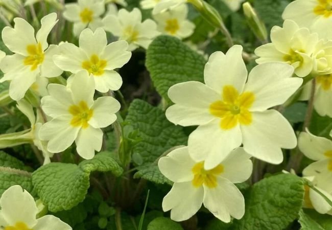 Primroses : Cheerful Harbingers of Spring