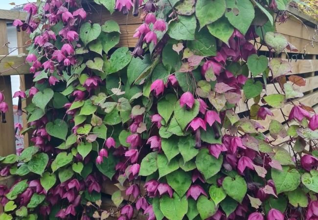 Purple Bell Vine : The Charming Climber