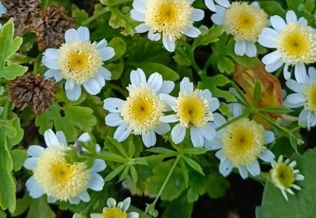 Pyrethrum: The Insect-Repelling Daisy