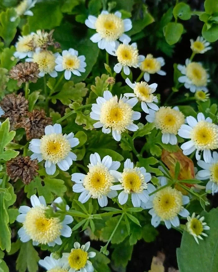 White and yellow Pyrethrum flowers blooming in a garden.