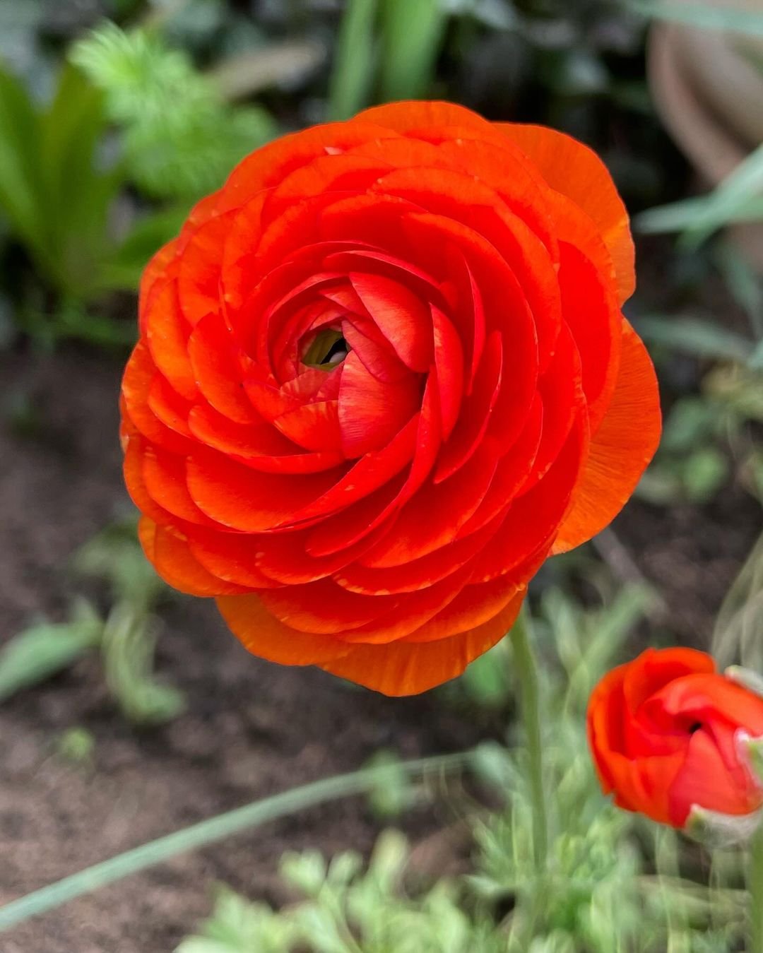 A garden scene with two striking orange Ranunculus flowers.