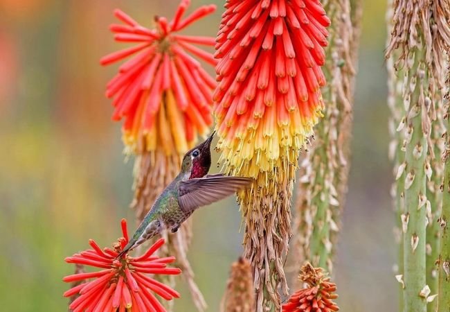 Red Hot Pokers: Fiery Garden Beacons