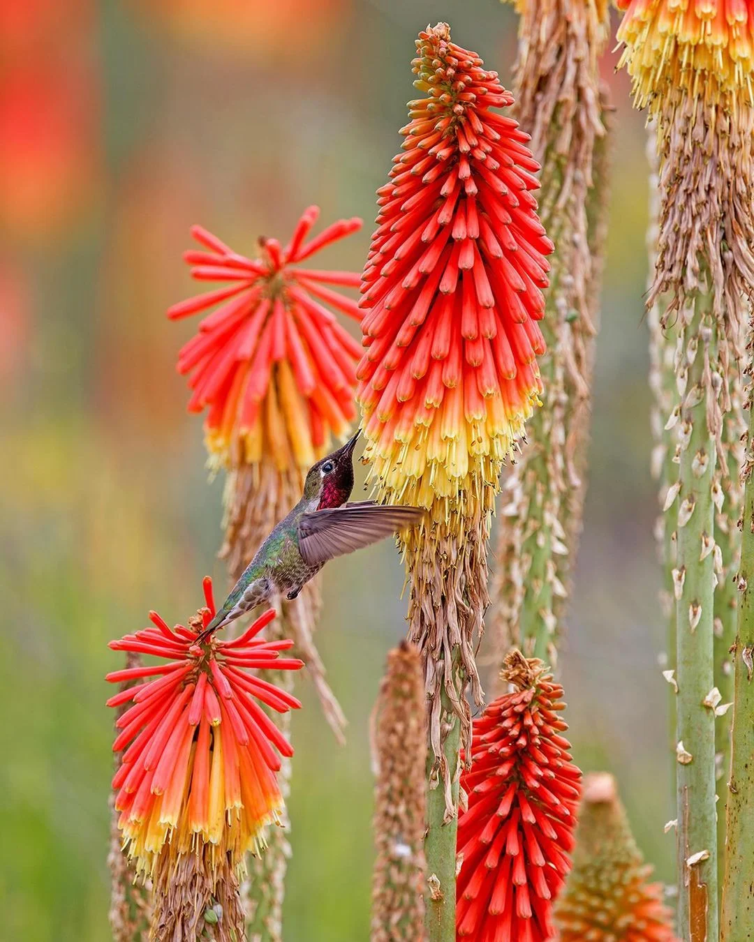 Hummingbird perched on Red Hot Pokers flower with red and yellow blooms.