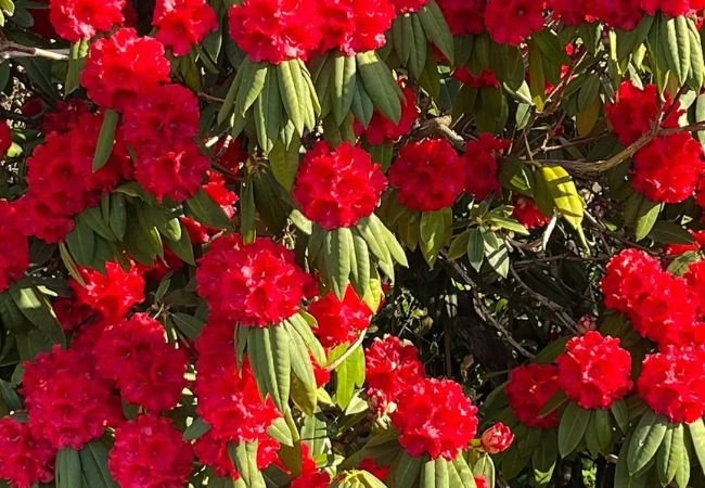 Rhododendron Flower: A Colorful Guide for Garden Enthusiasts