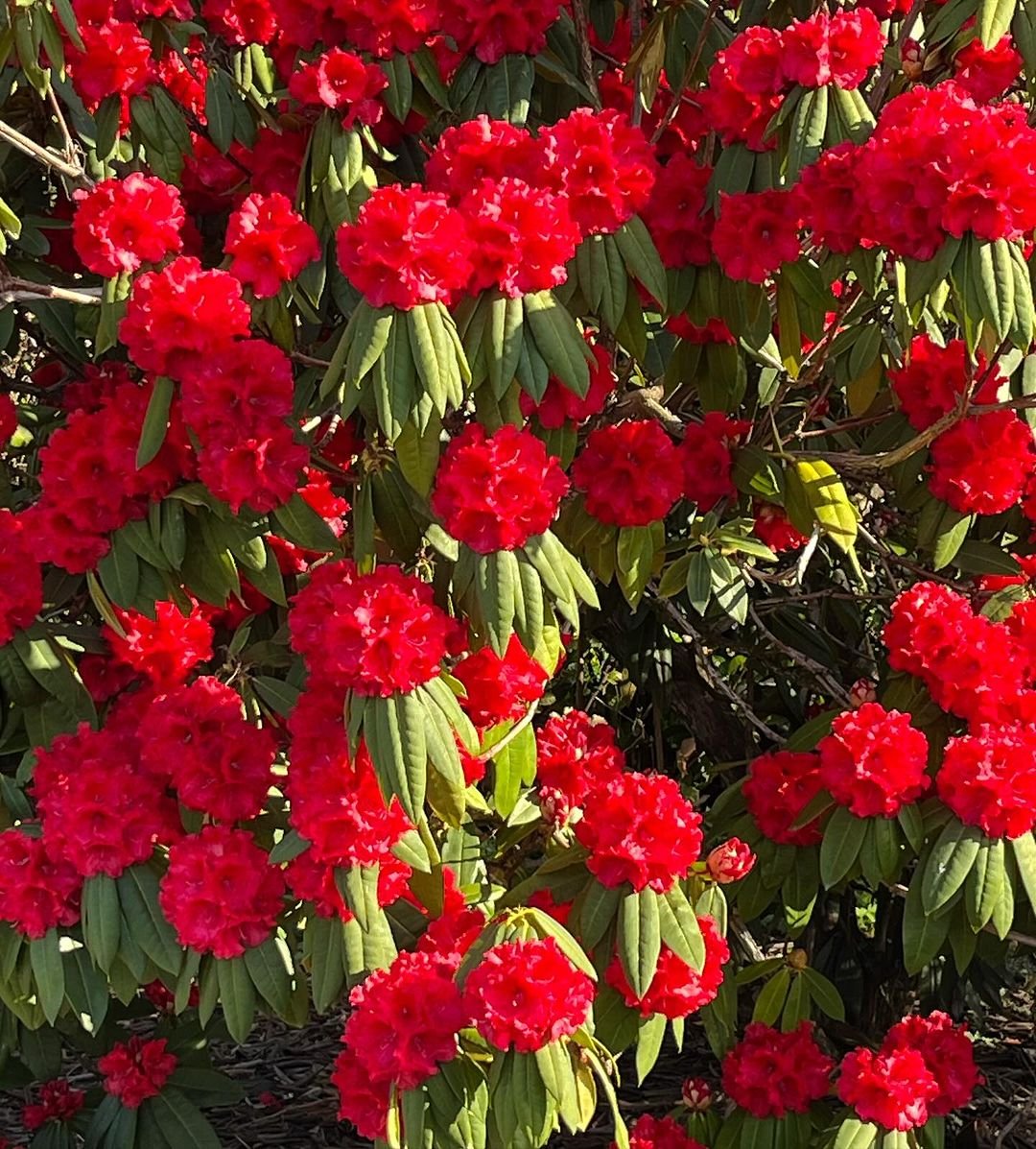 Red Rhododendron flowers blooming on a bush with green leaves.