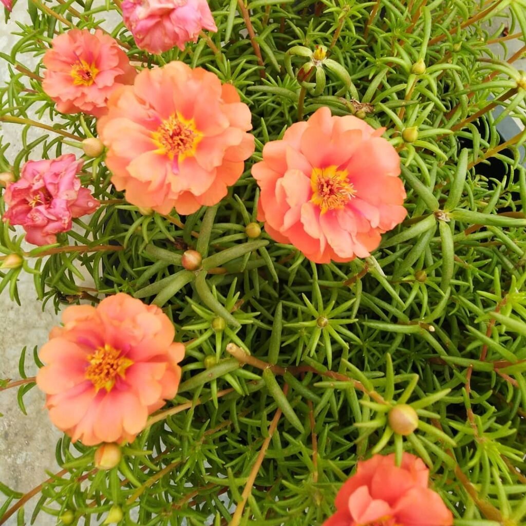 Vibrant orange Moss Rose flowers in a pot on concrete.