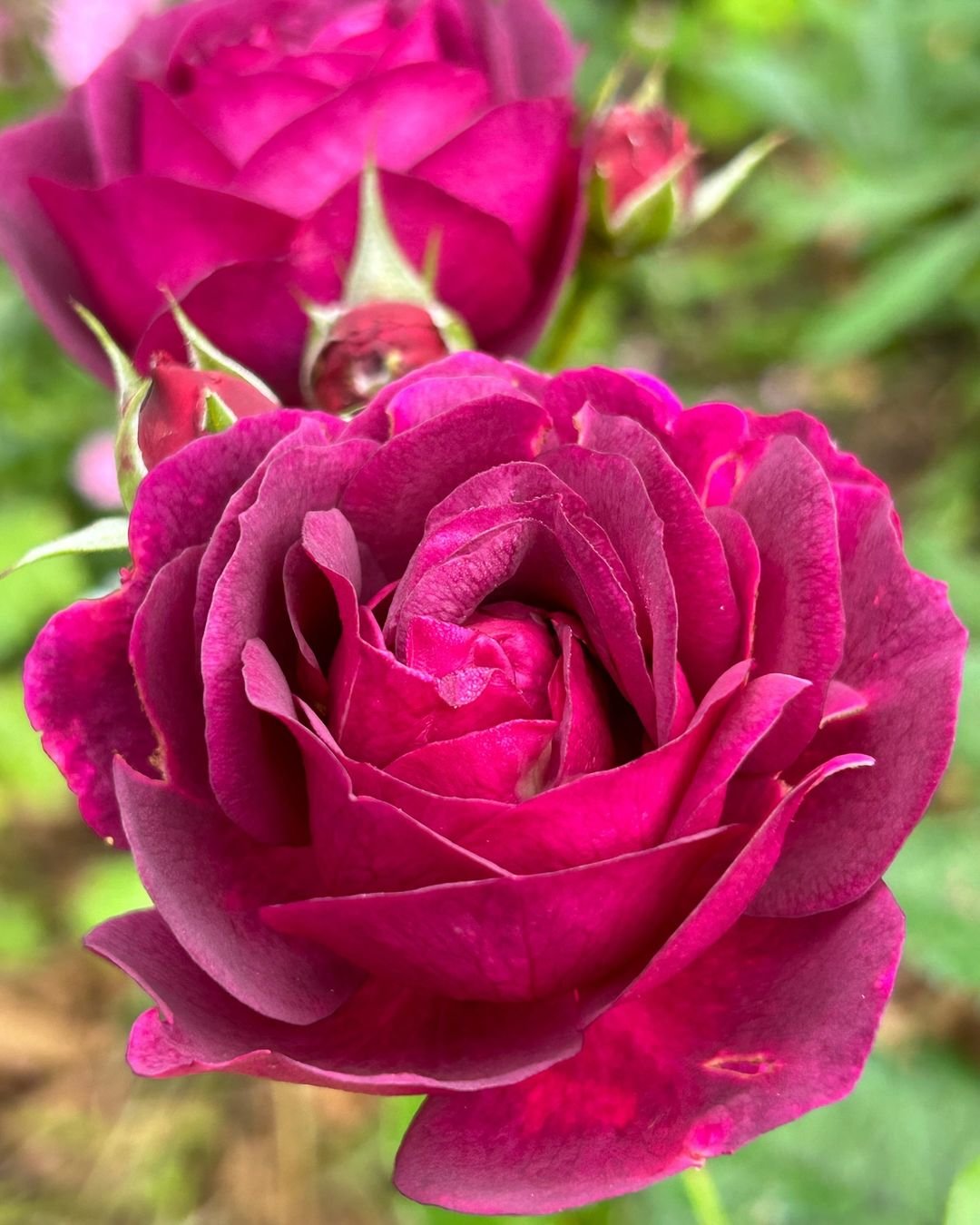 Two vibrant purple roses blooming in a garden.