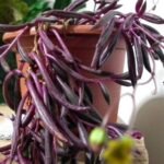 Ruby Necklace Plant : A Beginner’s Guide to This Trailing Beauty