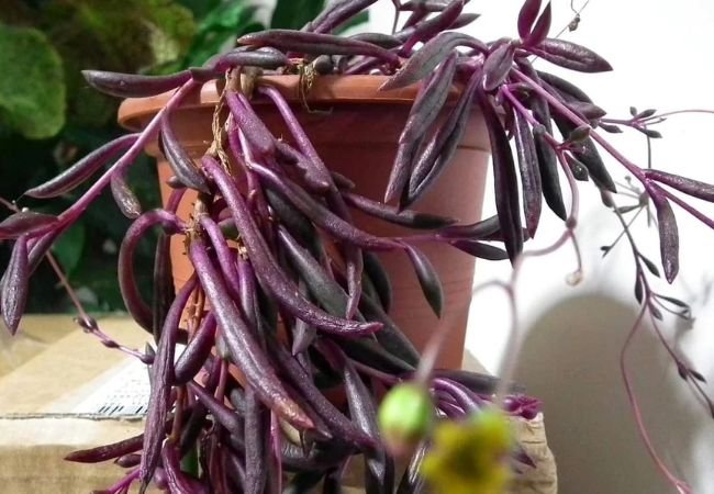 Ruby Necklace Plant : A Beginner’s Guide to This Trailing Beauty