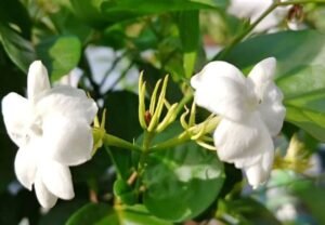 Sambac Jasmine: The Queen of Fragrance