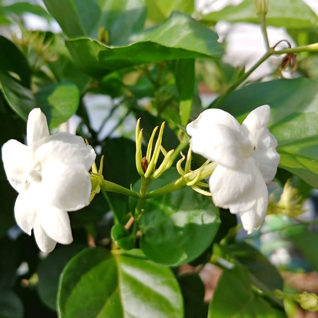 White Sambac Jasmine flower blooming on a plant.