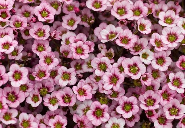 Saxifraga Flowers : A Guide to Growing These Rocky Beauties