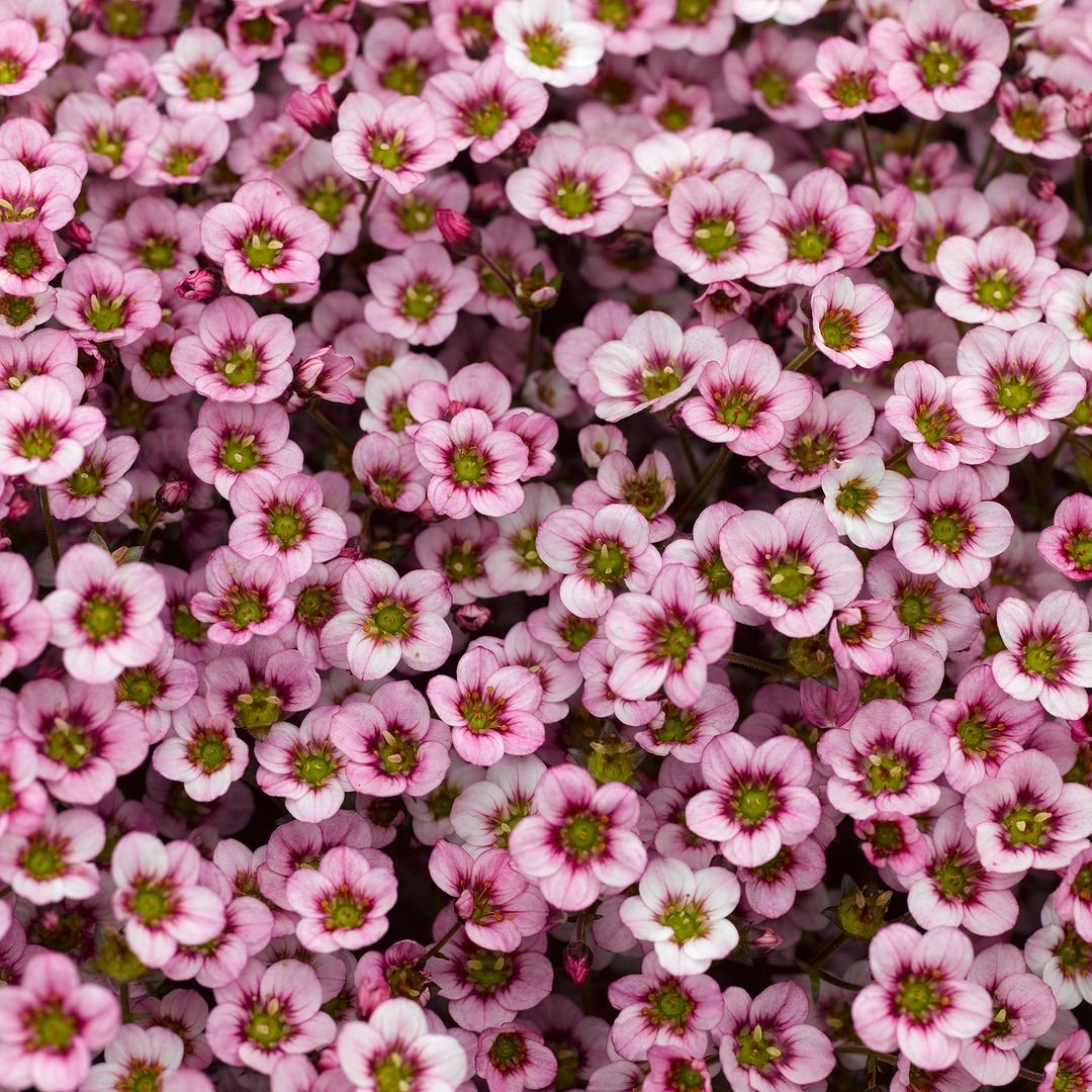 Close up of a bunch of pink Saxifraga flowers.