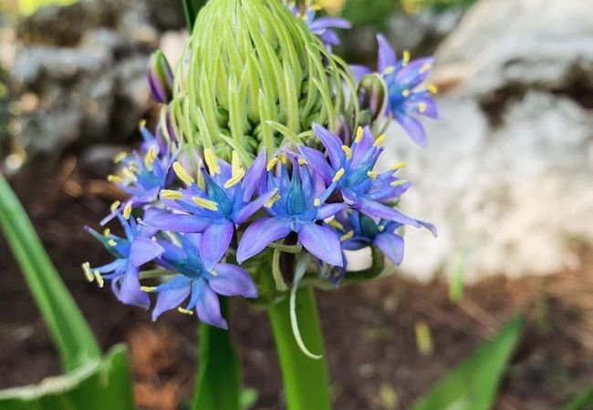 Scilla Flowers: A Guide to Growing These Charming Spring Bloomers