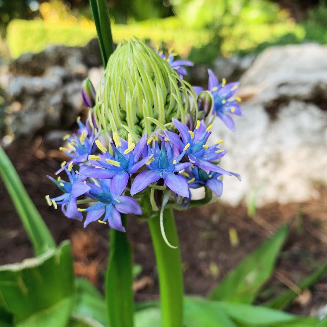 Stunning Scilla flower in blue hue with lush greenery.