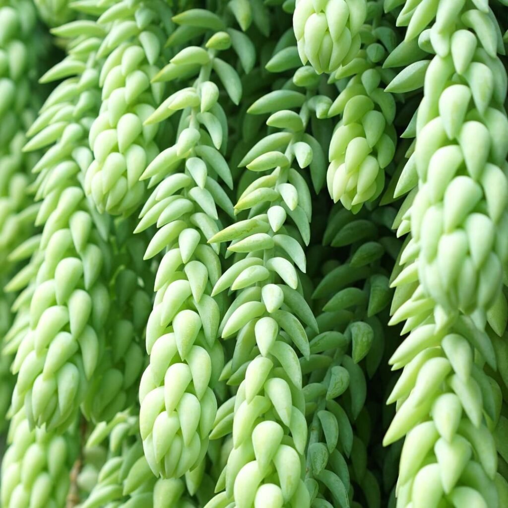 A close up of a bunch of green Sedum morganianum plants.