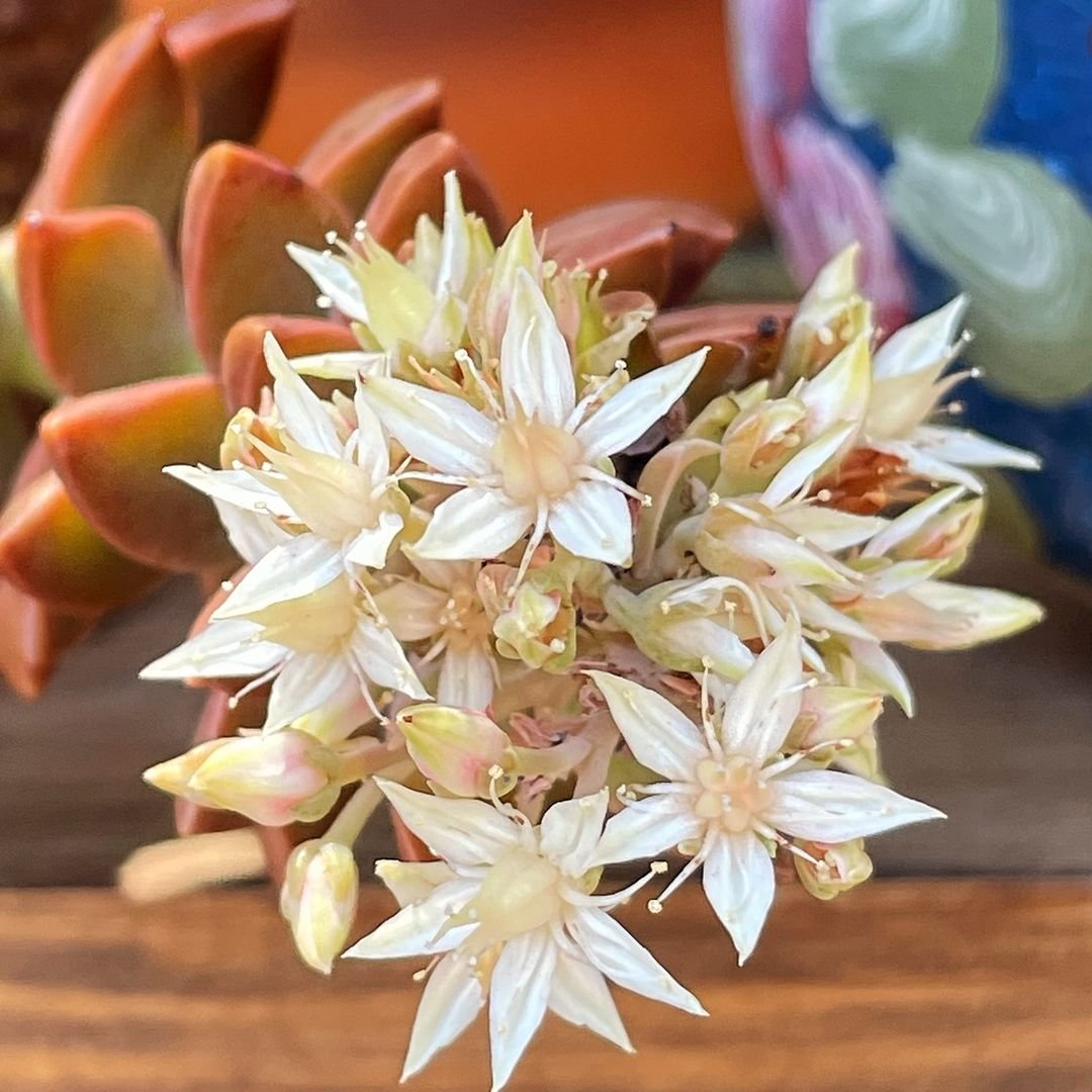 Close-up of a white Sedum flower showing intricate petals.