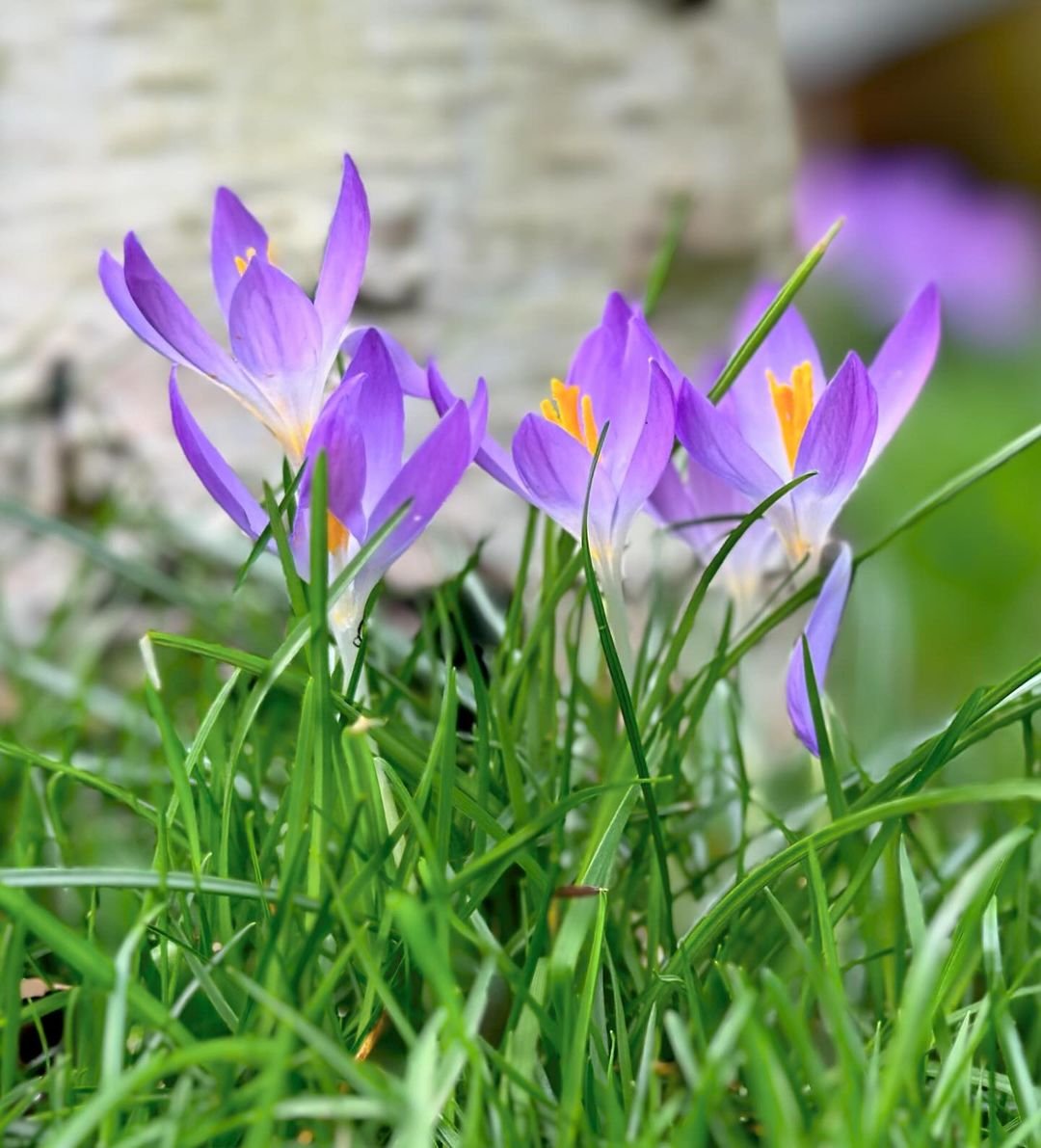 Crocuses: Tiny but Mighty