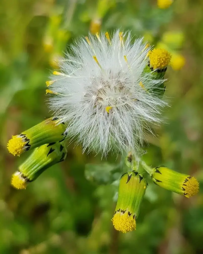 Macro shot of a white and yellow flower from a Senecio plant