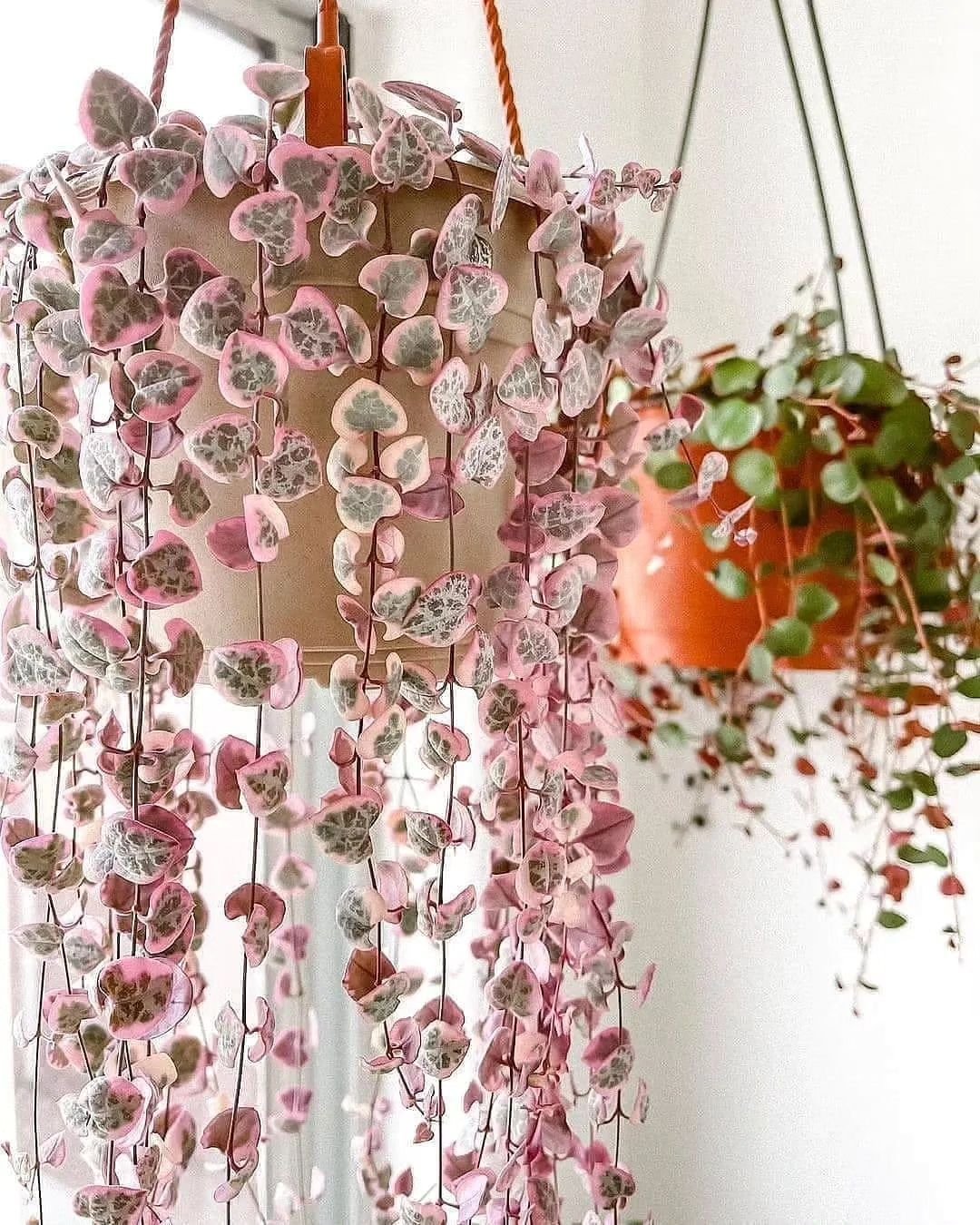 Two Senecio rowleyanus hanging plants with pink flowers and leaves.