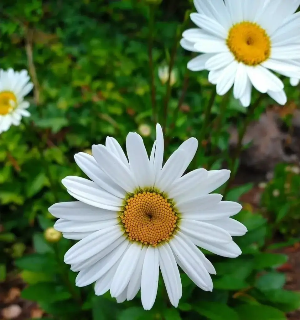 Garden scene with white Shasta Daisy and vibrant yellow centers.