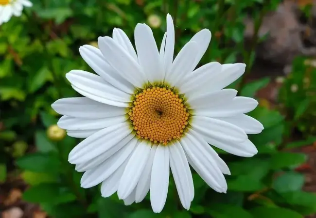 Shasta Daisy : Classic Beauty for Every Garden