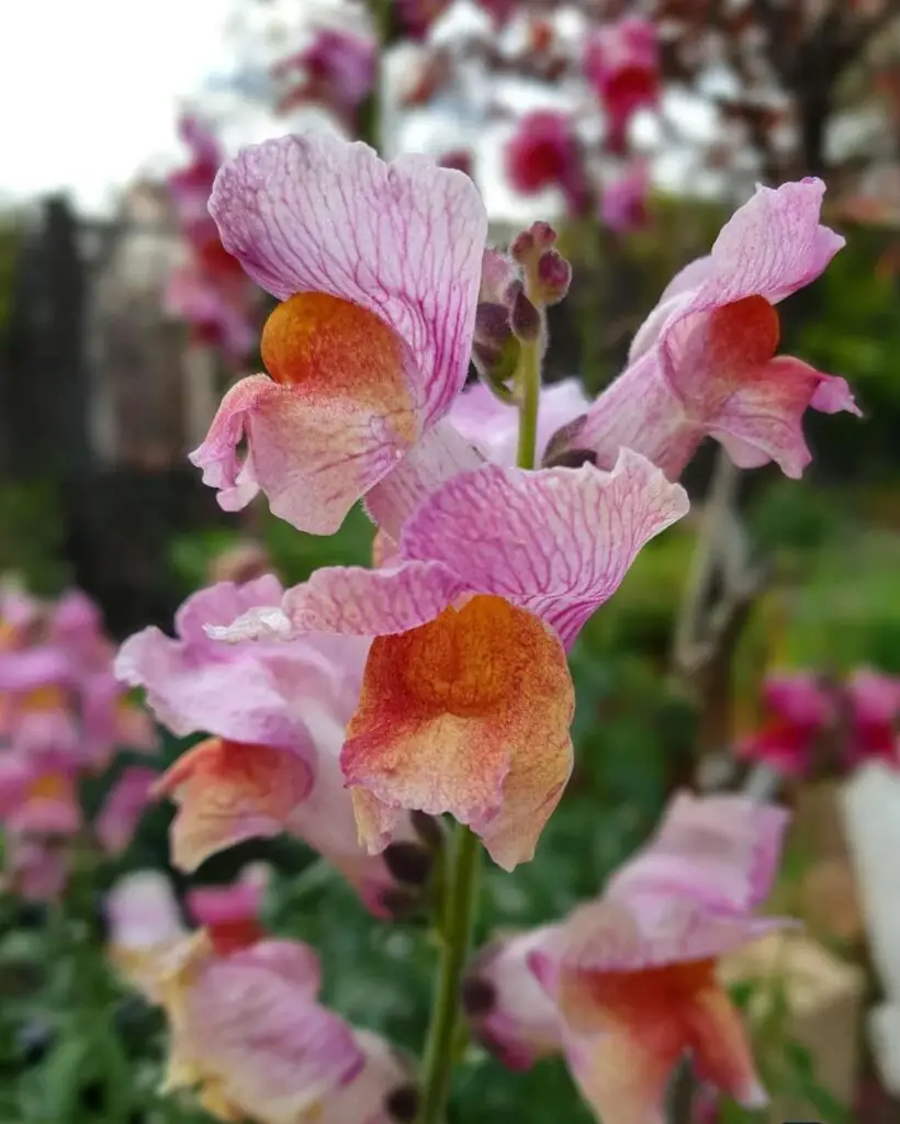 Close up of pink flowers with orange centers, known as Snapdragon.

