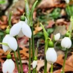 Snowdrop Flowers : Heralds of Spring