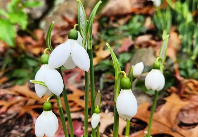 Snowdrop Flowers : Heralds of Spring