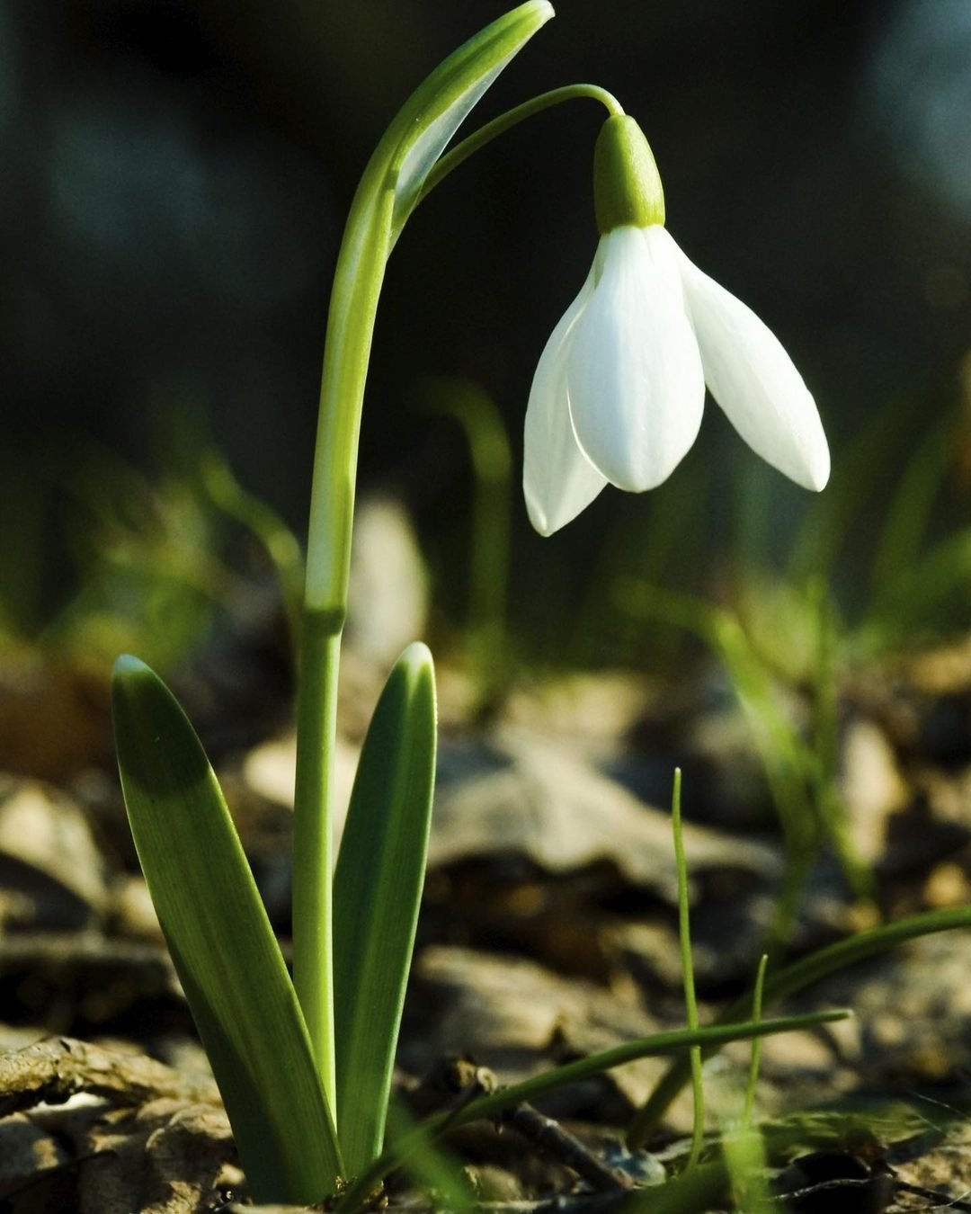 Snowdrops: The Early Birds