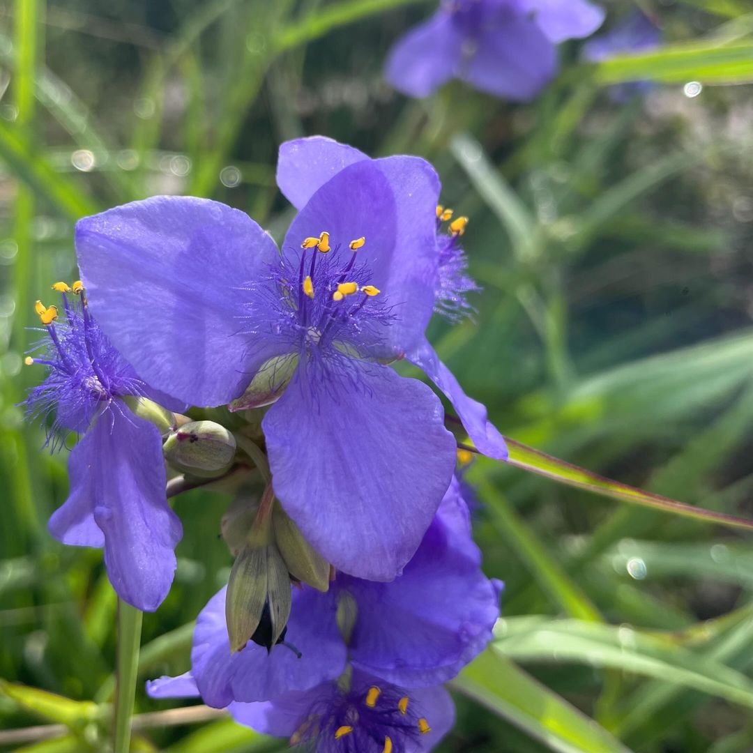  A close up of purple Spiderwort flower with yellow stamens.