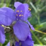 Spiderwort: Vibrant Garden Treasures